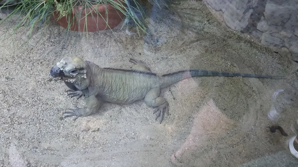 Gyermeknapi családos kirándulás a Tropicariumba