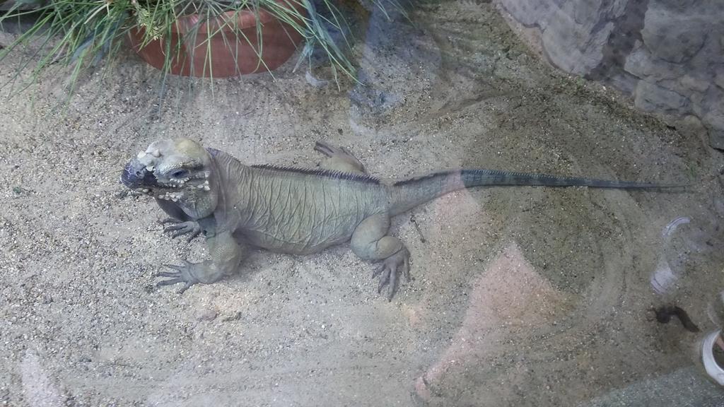 Gyermeknapi családos kirándulás a Tropicariumba